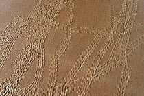 Tracks of hatchling Olive ridley sea turtles (Lepidochelys olivacea) in the sand. Ostional beach, Costa Rica, November