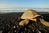 Rear view of a mature female Olive ridley sea turtle (Lepidochelys olivacea), females have a short tail, as seen here. Ostional beach, Costa Rica, November ^^^ Males have a muscular, long tail clearly...