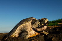Female Olive ridley sea turtle (Lepidochelys olivacea) comes out of water to nest on beach, the  arribada (mass nesting event of several days of duration) only pauses during hot midday temperatures. O...