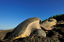 Female Olive ridley sea turtle (Lepidochelys olivacea) comes out of water to nest on beach, the  arribada (mass nesting event with several days of duration) only pauses during hot midday temperatures....