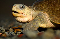 Female Olive ridley sea turtle (Lepidochelys olivacea) comes up out of water to nest on beach, the  arribada (mass nesting event of several days duration) only pauses during hot midday temperatures. O...