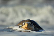 The arrival of one Olive ridley sea turtle (Lepidochelys olivacea) at the beach of Ostional, Costa Rica, Pacific coast, can be the beginning of an arribada (mass nesting event) of the sea turtles. Tho...
