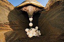 After digging a hole 30 to 50 cm deep with its rear flippers the Olive ridley sea turtle (Lepidochelys olivacea) lays approx 100 eggs in the nest, Ostional beach, Costa Rica, November.
