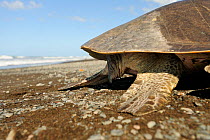 Rear view of a mature female Olive ridley sea turtle (Lepidochelys olivacea) females have a short tail. Ostional beach, Costa Rica, November