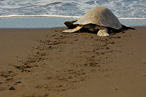 After successfully nesting on the beach an adult female Olive ridley sea turtle (Lepidochelys olivacea) returns to the sea, leaving tracks in the sand, Ostional beach, Costa Rica, November