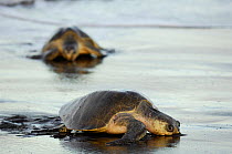 Two female Olive ridley sea turtles (Lepidochelys olivacea) make their way up the beach to lay their eggs at Ostional, Costa Rica, Pacific coast, November