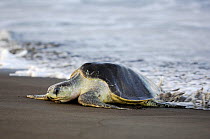 Mature female Olive ridley sea turtle (Lepidochelys olivacea) arrives at the beach of Ostional, Costa Rica, Pacific coast,  November, at the beginning of the arribada (mass nesting event) of the sea t...