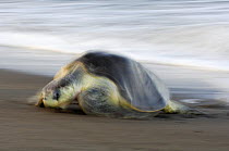 Mature female Olive ridley sea turtle (Lepidochelys olivacea) arrives at the beach of Ostional, Costa Rica, Pacific coast,  November, at the beginning of the arribada (mass nesting event) of the sea t...