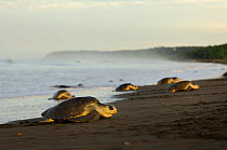 Mature female Olive ridley sea turtles (Lepidochelys olivacea) arrive at the beach of Ostional, Costa Rica, Pacific coast,  November, at the beginning of the arribada (mass nesting event) of the sea t...