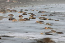 The arrival of many Olive ridley sea turtles (Lepidochelys olivacea) at the beach of Ostional, Costa Rica, Pacific coast, at the beginning of an arribada (mass nesting event) November ^^^ Thousands an...