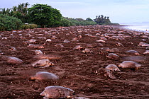 Many Olive ridley sea turtles (Lepidochelys olivacea) digging their nests on the beach of Ostional, Costa Rica, Pacific coast, during an arribada / mass nesting event. November ^^^ Thousands and thous...