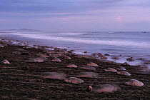 Mature female Olive ridley sea turtles (Lepidochelys olivacea) arriving on the beach of Ostional, Costa Rica, Pacific coast, during an arribada (mass nesting event) November.