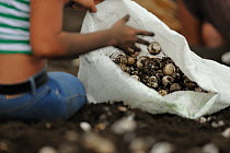 The community of Ostional on the Pacific coast of Costa Rica, runs a project of sustainable use of eggs of the Olive ridley sea turtle (Lepidochelys olivacea). The eggs, a popular snack in Costa Rica,...