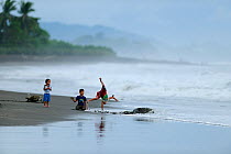Children playing on the beach at Ostional, Pacific coast of Costa Rica, beside female Olive ridley sea turtles (Lepidochelys olivaceamaking their way to and from the beach to lay their eggs, November...