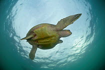 Female Olive ridley sea turtle (Lepidochelys olivacea) swimming from the open ocean towards the beach of Ostional, Costa Rica, Pacific Ocean to gather for an arribada (mass nesting event). Note the pa...