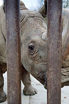 Northern white rhinoceros (Ceratotherium simum cottoni) behind bars in Dvur Kralove Zoo, Czech Republic, the day before departure - Dec 2009. Extinct in the wild and only eight left in captivity,  cri...