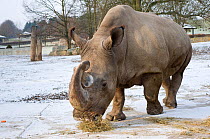 Northern white rhinoceros (Ceratotherium simum cottoni) feeding in enclosure at Dvur Kralove Zoo, Czech Republic, the day before departure - Dec 2009. Extinct in the wild and only eight left in captiv...