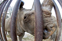 Northern white rhinoceros (Ceratotherium simum cottoni) getting used to the transport crate in Dvur Kralove Zoo, Czech Republic, the day before departure - Dec 2009. Extinct in the wild and only eight...