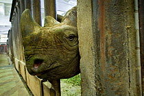 Black rhinoceros (Diceros bicornis) Critically endangered species, at Dvur Kralove Zoo, Czech Republic