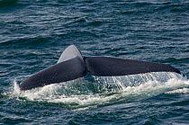 Blue whale (Balaenoptera musculus) fluking / diving, Endangered species, Sea of Cortez, Baja California, Mexico