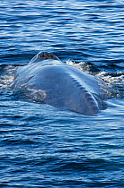 Blue whale (Balaenoptera musculus) surfacing, showing blowhole and vertebrae of spine, Endangered species, Sea of Cortez, Baja California, Mexico