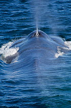Blue whale (Balaenoptera musculus) surfacing and blowing, Endangered species, Sea of Cortez, Baja California, Mexico