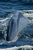 Blue whale (Balaenoptera musculus) surfacing, Endangered species, Sea of Cortez, Baja California, Mexico