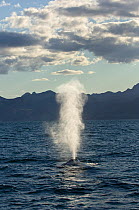 Blue whale (Balaenoptera musculus) blowing / spouting, Endangered species, Sea of Cortez, Baja California, Mexico