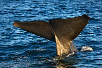 Blue whale (Balaenoptera musculus) fluking / diving, Endangered species, Sea of Cortez, Baja California, Mexico