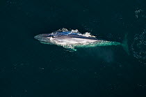 Aerial view of Blue whale (Balaenoptera musculus) at surface, Endangered species, Sea of Cortez, Baja California, Mexico