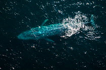 Aerial view of Blue whale (Balaenoptera musculus) at surface, Endangered species, Sea of Cortez, Baja California, Mexico