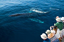 Humpback whale (Megaptera novaeangliae) close to boat, watched by whale watchers, Sea of Cortez, Baja California, Mexico