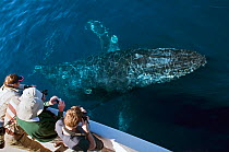 Humpback whale (Megaptera novaeangliae) close to boat, watched and photographed by whale watchers, Sea of Cortez, Baja California, Mexico
