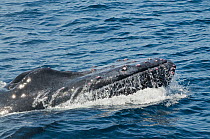Humpback whale (Megaptera novaeangliae) surfacing, showing bloodied tubercles from fighting,  Sea of Cortez, Baja California, Mexico