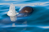 Short-finned pilot whale (Globicephala macrorhynchus) surfacing adn blowing, Sea of Cortez, Baja California, Mexico