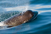 Short-finned pilot whale (Globicephala macrorhynchus) spouting, Sea of Cortez, Baja California, Mexico