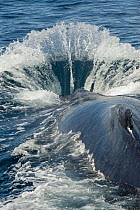 Humpback whale (Megaptera novaeangliae) slapping the surface during courtship battle, Sea of Cortez, Baja California, Mexico