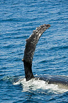 Humpback whale (Megaptera novaeangliae) flipper slapping or pectoral slapping, Sea of Cortez, Baja California, Mexico