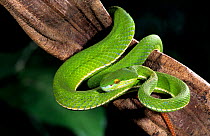 White-lipped tree viper (Trimeresurus albolabris) waiting with its head down ready to strike frog, bird or small mammal prey, captive, from forests and plantations in southern China to India and south...