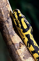 Carpet python (Morelia spilota) captive, from SE Asia and Australia