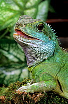 Chinese / Thailand water dragon (Physignathus cocincinus) captive, from SE Asia
