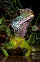 Chinese / Thailand water dragon (Physignathus cocincinus) captive, from SE Asia
