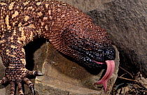 Mexican beaded lizard (Heloderma horridum)  captive, from Central America