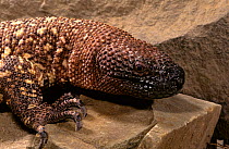Mexican beaded lizard (Heloderma horridum) captive, from Central America