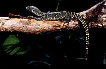 Nile monitor (Varanus niloticus) resting on branch, captive, from Africa