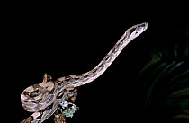 Boa constrictor (Boa constrictor) captive, from South America