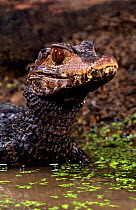 Dwarf caiman (Paleosuchus palpebrosus) juvenile, captive, from south america