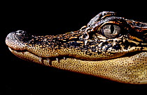 Dwarf caiman (Paleosuchus palpebrosus) juvenile, portrait, captive, from South america