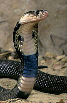 Monocled cobra (Naja kaouthia) captive, from  grasslands of southeast Asia