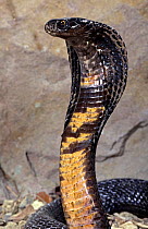 Monocled cobra (Naja kaouthia) with hood spread, captive, from  grasslands of southeast Asia